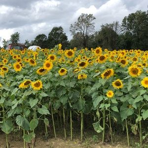 Meet your Posher, Sara